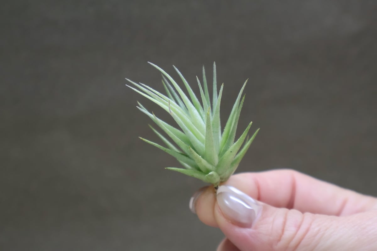 ロリアセア 16号 | air-plants TENGU-DO