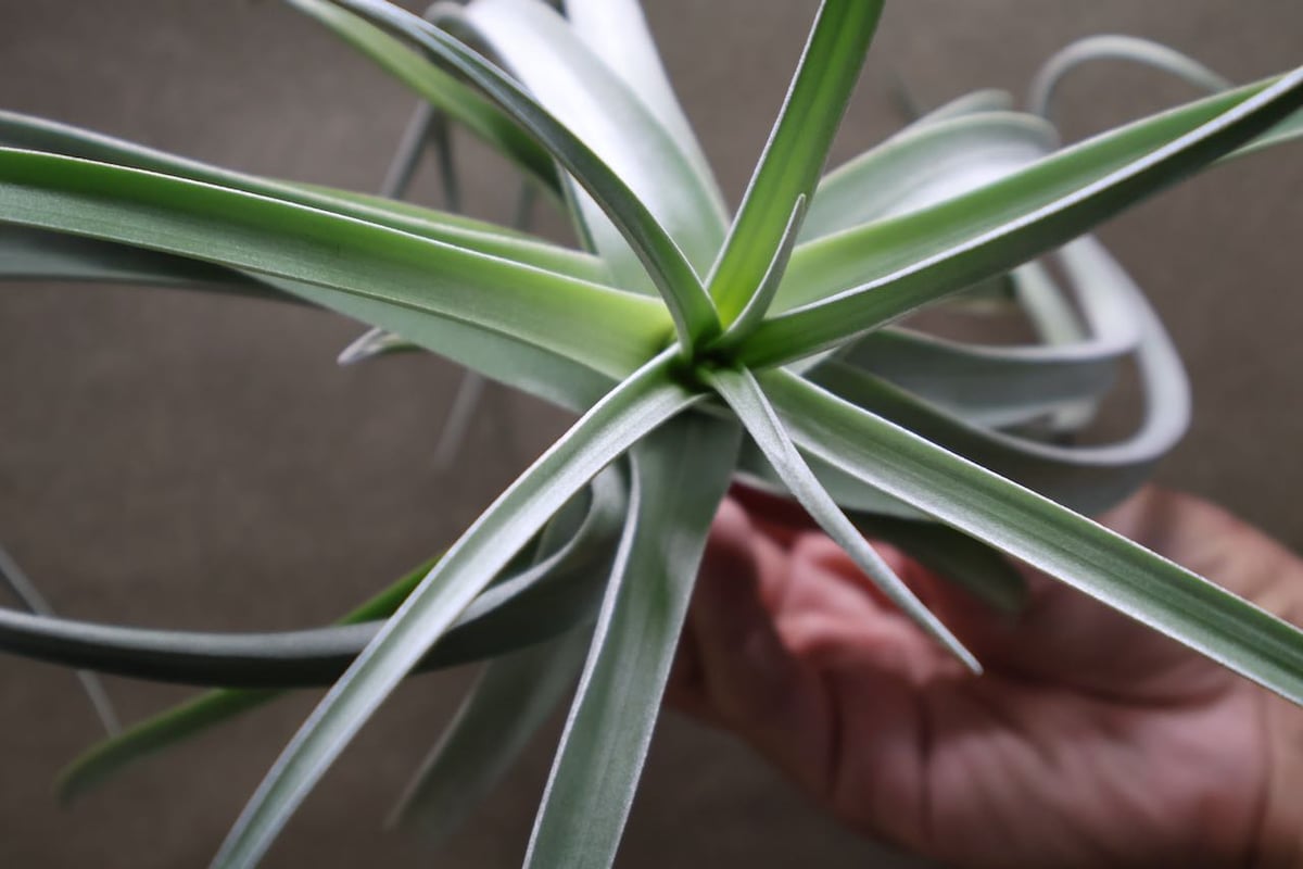 デュラティ × レクルビフォリア 03号 | air-plants TENGU-DO