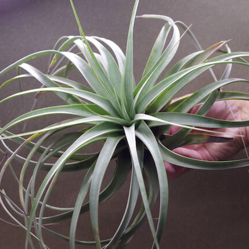 tomasellii 'Tropiflora'〔エアプランツ〕T5159 Tillandsia