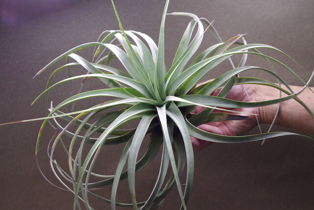 tomasellii 'Tropiflora'〔エアプランツ〕T5159 トマセリー 03号 | air-plants TENGU-DO