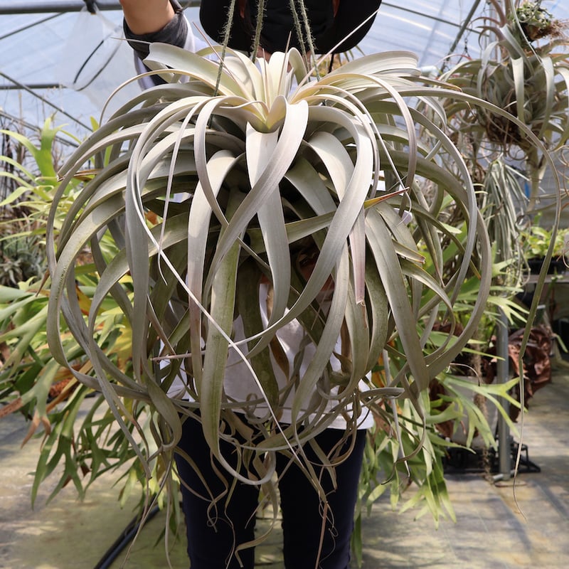 キセログラフィカ 特大3XLサイズ 06号 | air-plants TENGU-DO