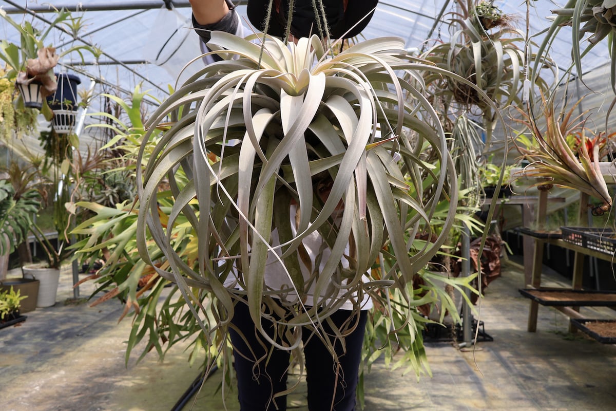 キセログラフィカ 特大3XLサイズ 06号 | air-plants TENGU-DO
