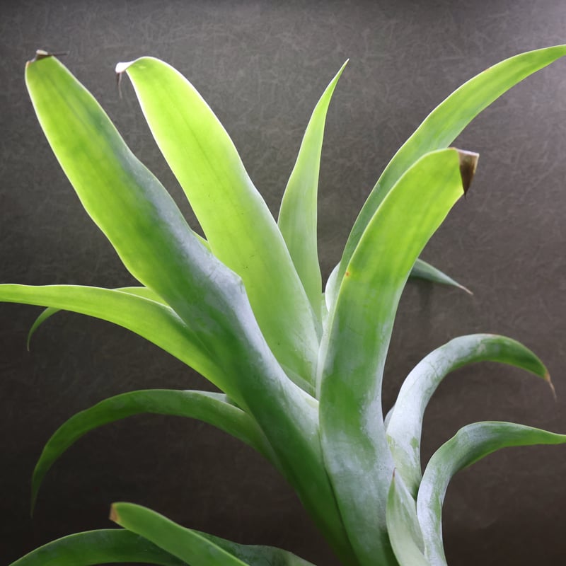 リーマニー 01号 | air-plants TENGU-DO