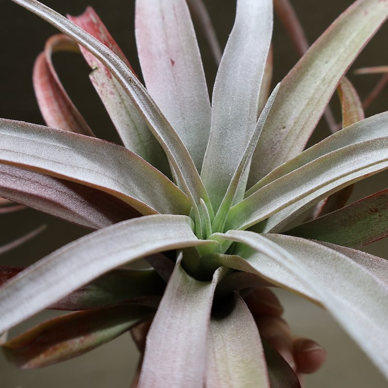 ココナッツグローブ（ チアペンシス × カピタータレッド ) 15号 | air