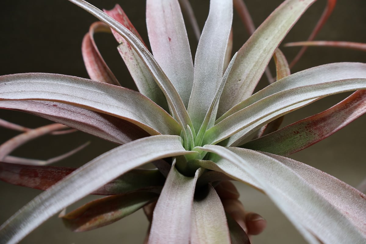 ココナッツグローブ（ チアペンシス × カピタータレッド ) 15号 | air