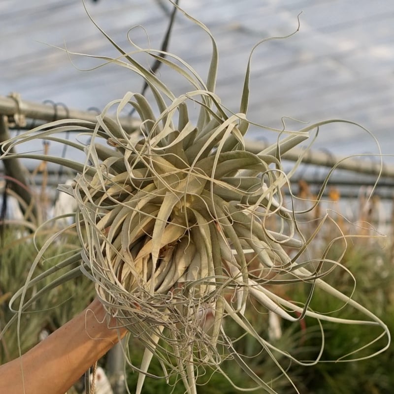 超希少❗️超特大❗️チランジア　ストラミネア✨ スタッフ特選】ストラミネア XXLサイズ | air-plants TENGU-DO