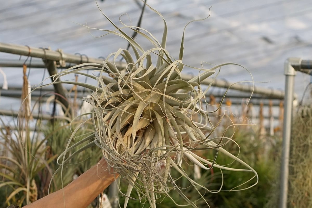 スタッフ特選】ストラミネア XXLサイズ | air-plants TENGU-DO