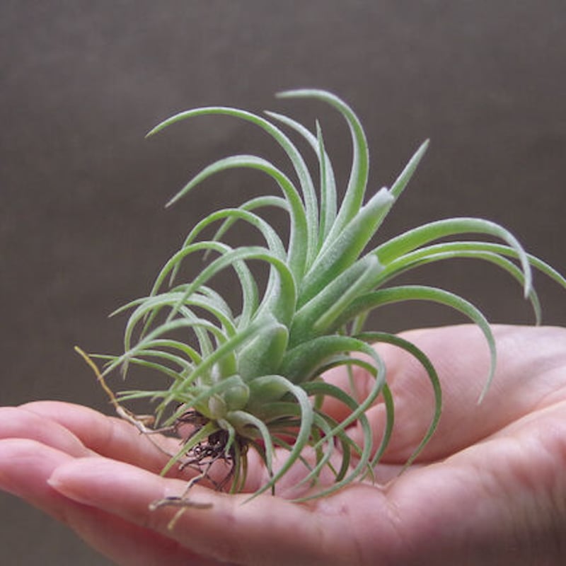 イオナンタロン × ストレプトフィラ 05号 | air-plants TENGU-DO