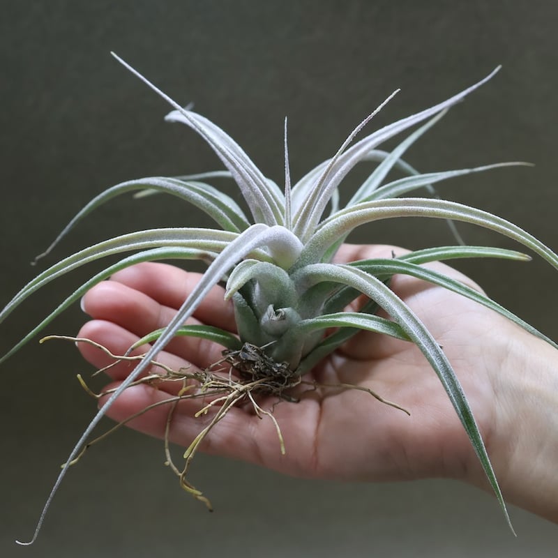 チアペンシス × エーレルシアナ 02号 | air-plants TENGU-DO
