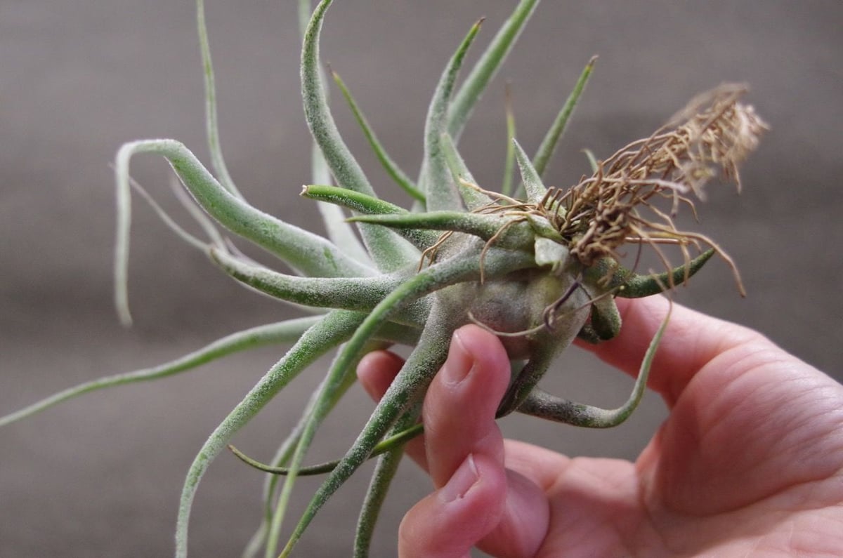 ストレプトフィラ × エーレルシアナ 02号 | air-plants TENGU-DO ストレプトフィラ × エーレルシアナ 02号 | air-plants TENGU-DO