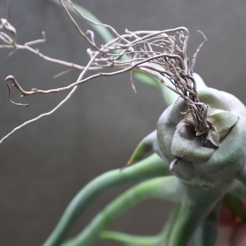 レックス（ショータイム x ゴルゴン）02号 | air-plants TENGU-DO