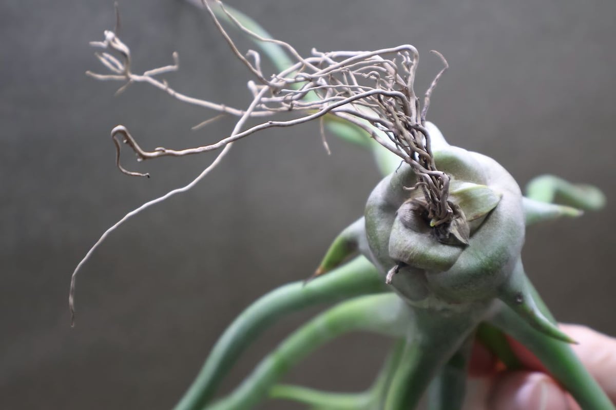 レックス（ショータイム x ゴルゴン）02号 | air-plants TENGU-DO