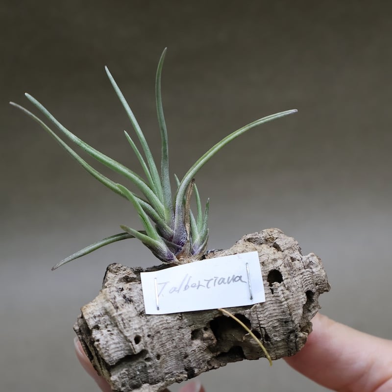 フィオナアカシック Amazon | BIGFIREBIRD BUILD 武機姫EXシリーズ EX 03 Nacha[ナクア