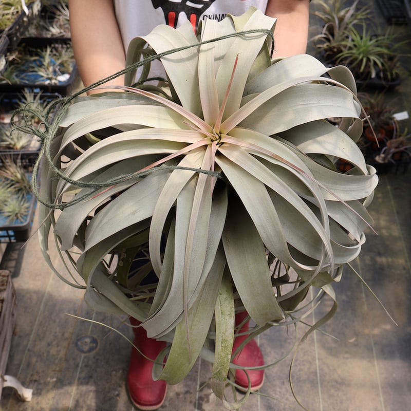 特大 チランジア キセログラフィカ 吊り エアープランツ 送料無料！チランジア キセログラフィカ特大 エアプランツ