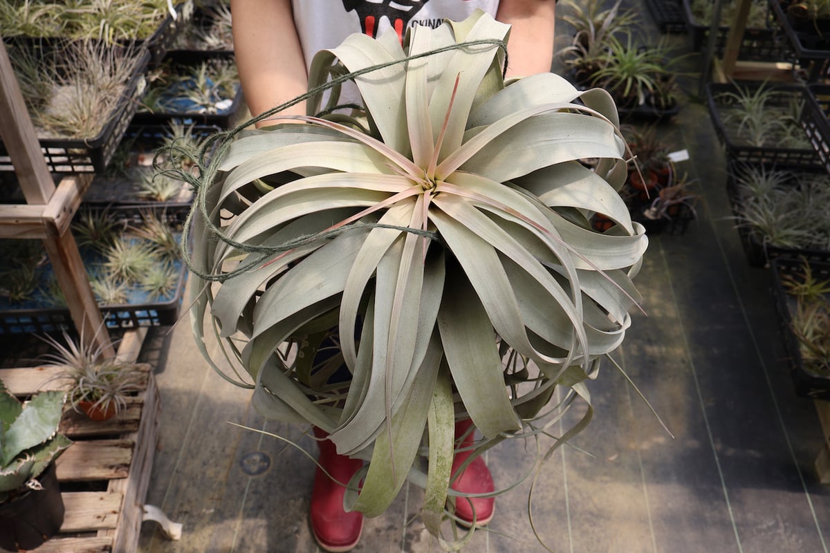 キセログラフィカ 特大2XLサイズ 05号 | air-plants TENGU-DO