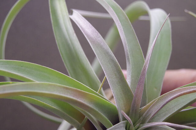 ブラキカウロス × キセログラフィカ XL 13号 | air-plants TENGU-DO