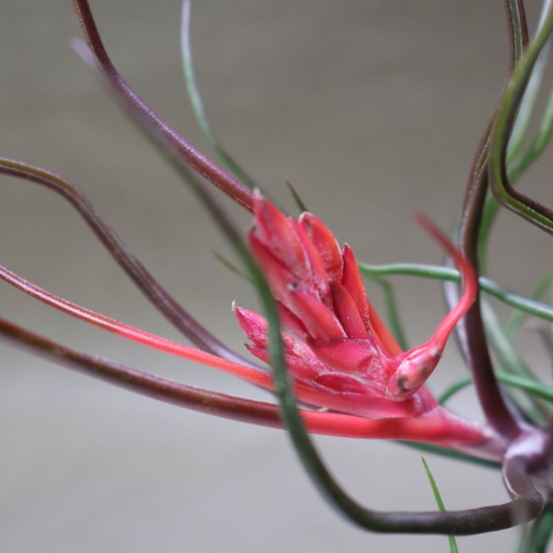 ブルボーサ クランプ 24号 | air-plants TENGU-DO