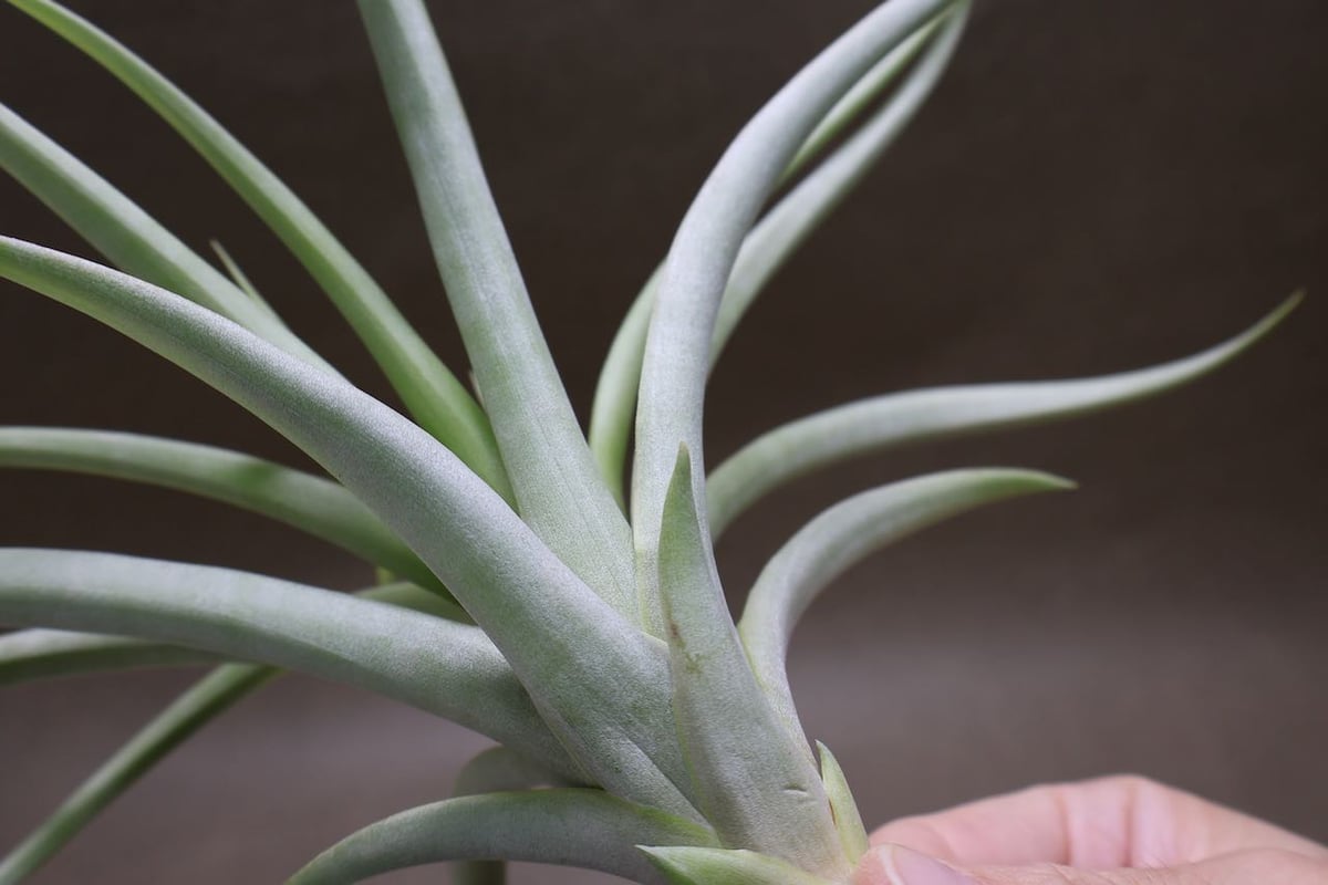 ブラキカウロス×コンコロール 子株 | air-plants TENGU-DO