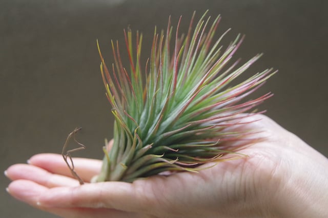 ポール ティー （ フンキアナ x イオナンタ ）18号 | air-plants TENGU-DO