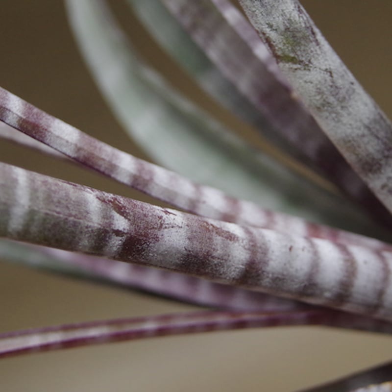 ヒルダエ Lサイズ04号 | air-plants TENGU-DO