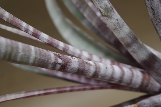 ヒルダエ Lサイズ04号 | air-plants TENGU-DO