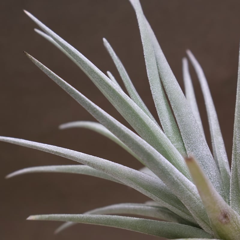 ベルメホエンシス 15号 | air-plants TENGU-DO