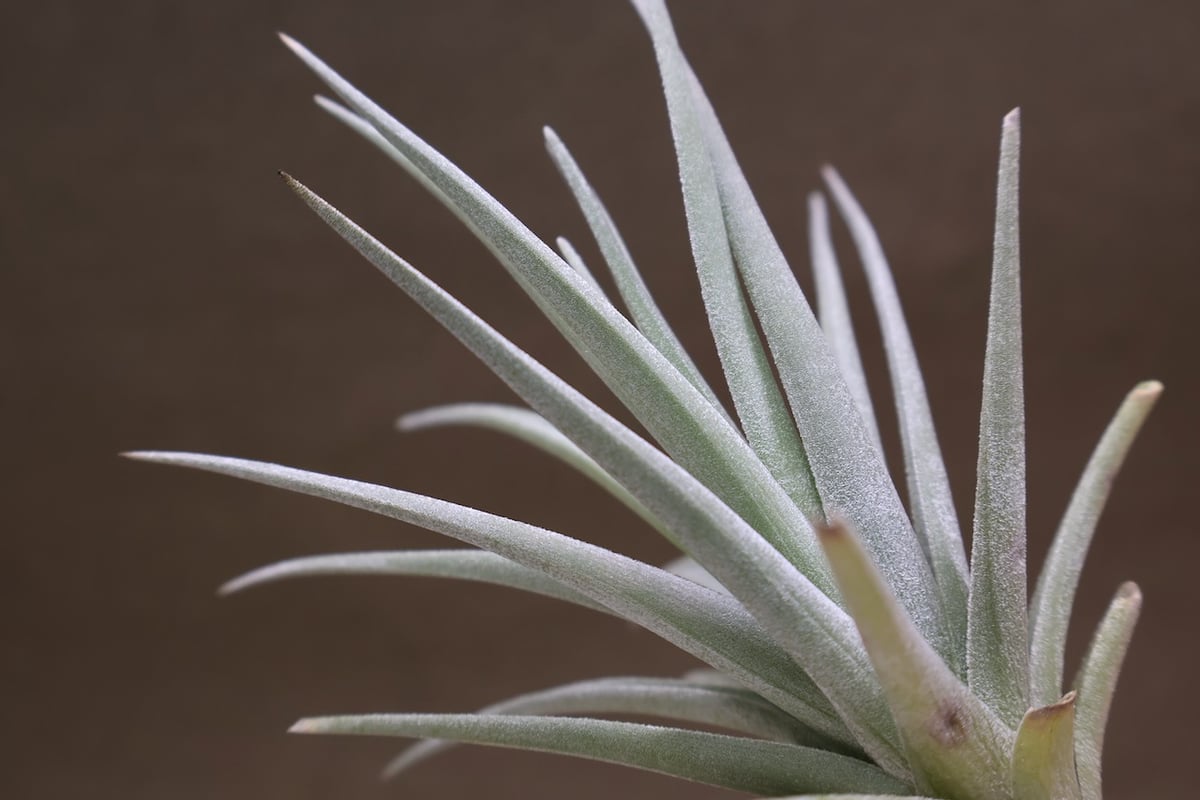 ベルメホエンシス 15号 | air-plants TENGU-DO