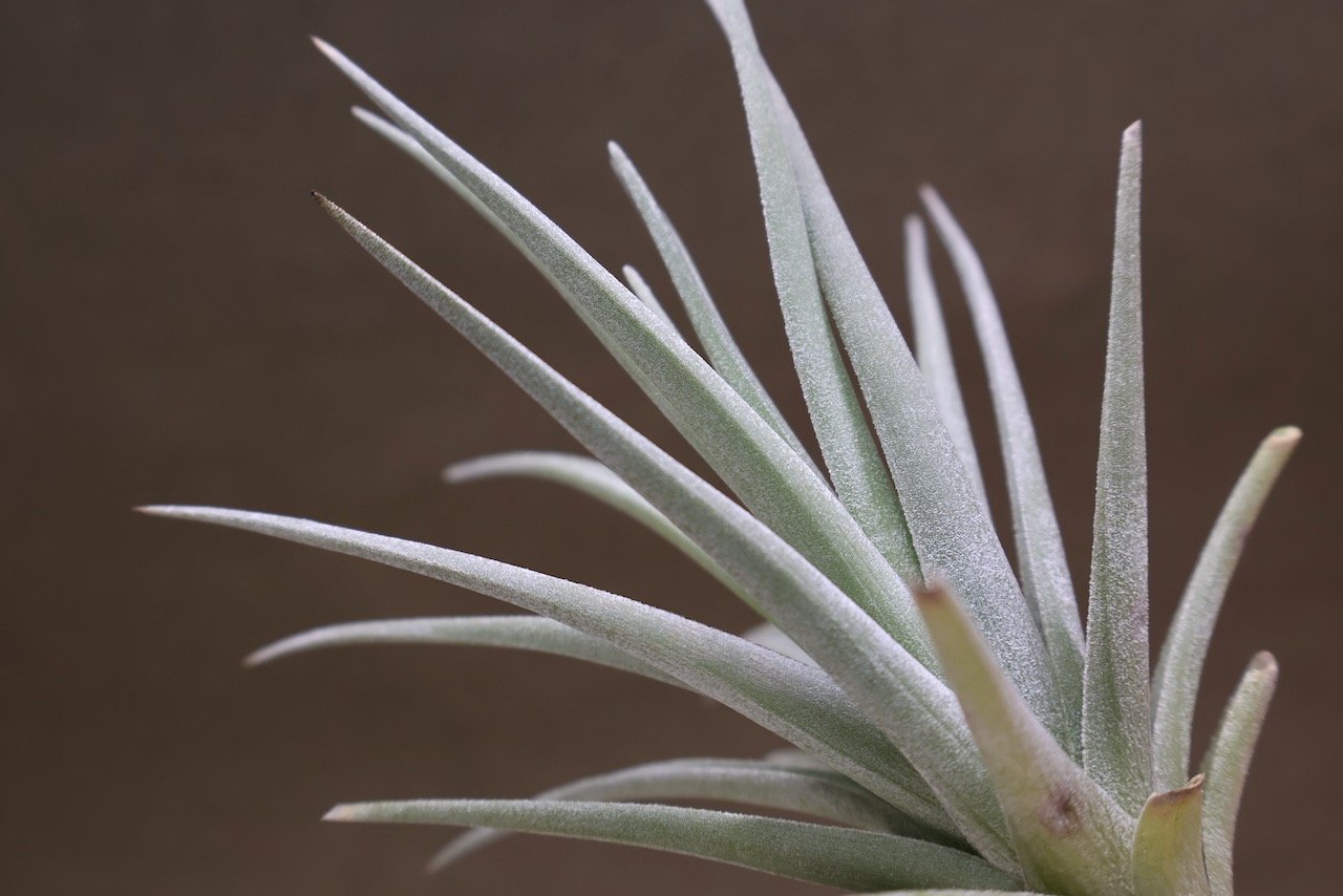 ベルメホエンシス 15号 | air-plants TENGU-DO