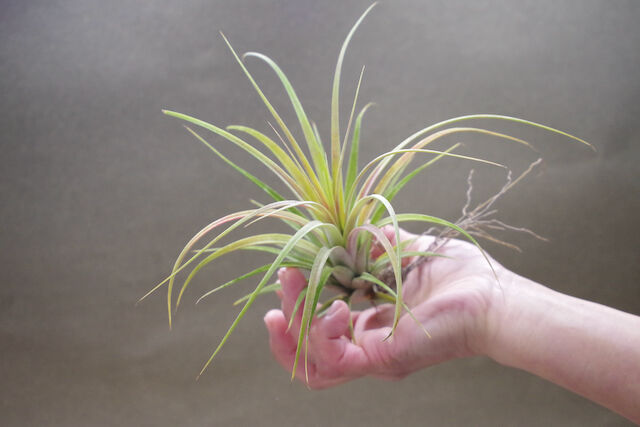 ローランドゴッセリニー × イオナンタ ローランドゴッセリニー × イオナンタ 02号 | air-plants TENGU-DO