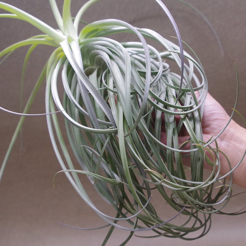 グーモン （ ストリクタ × デュラティ ） 04号 | air-plants TENGU-DO