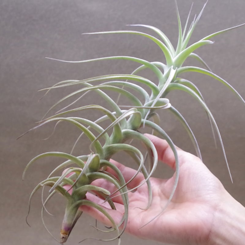 ベルゲリ 09号 | air-plants TENGU-DO