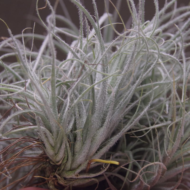 エアプランツ　チランジア　テクトラム　クランプ fit=scale-down,w=1200