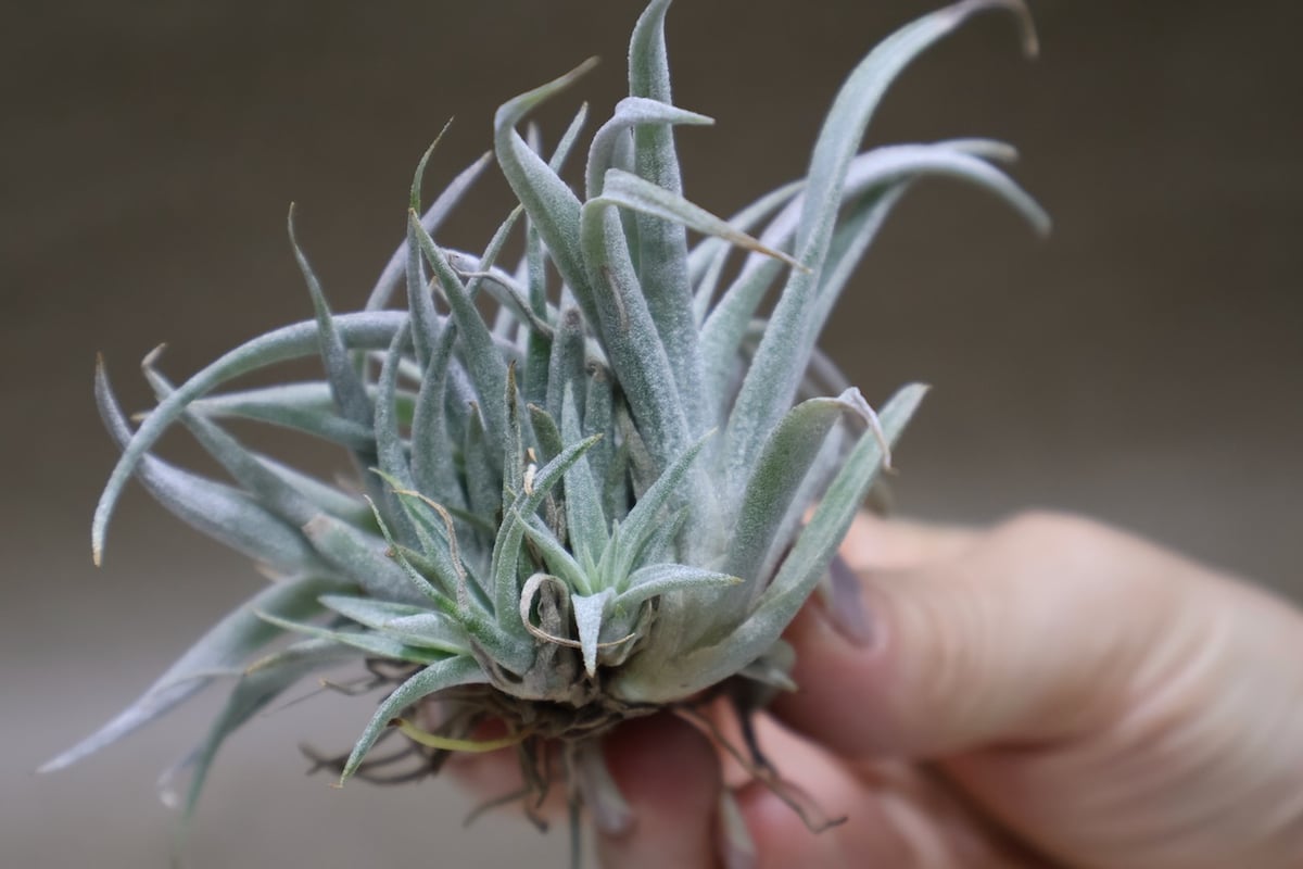 チアペンシス クランプ 32号 | air-plants TENGU-DO