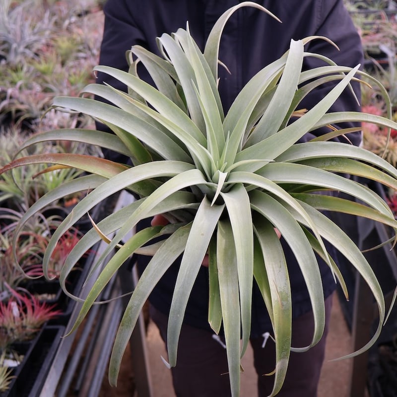 カピタータ・シルバーローズ 2XL 50号 | air-plants TENGU-DO
