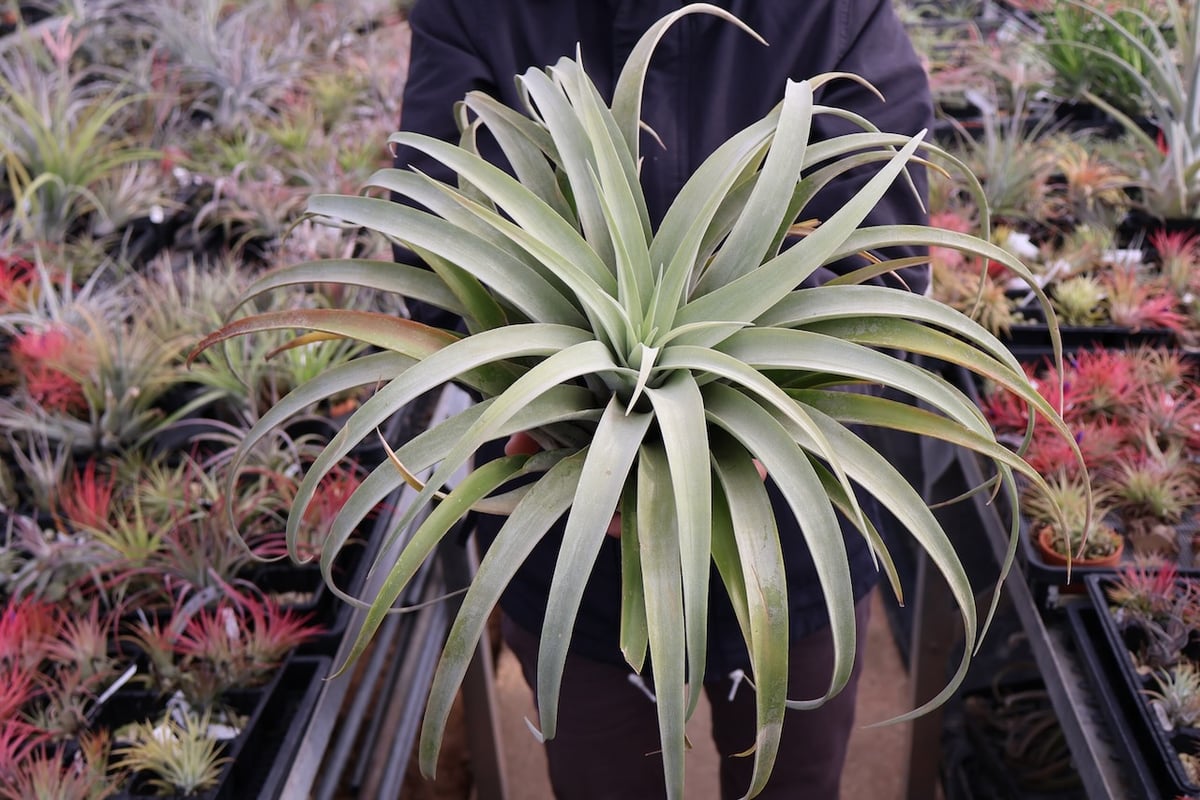 超希少❗️特大❗️チランジア　カピタータ　シルバーローズ✨ チランジア カピタータ シルバーローズTillandsia capitata Silver