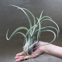 イオナンタ スノーボール 01号 | air-plants TENGU-DO