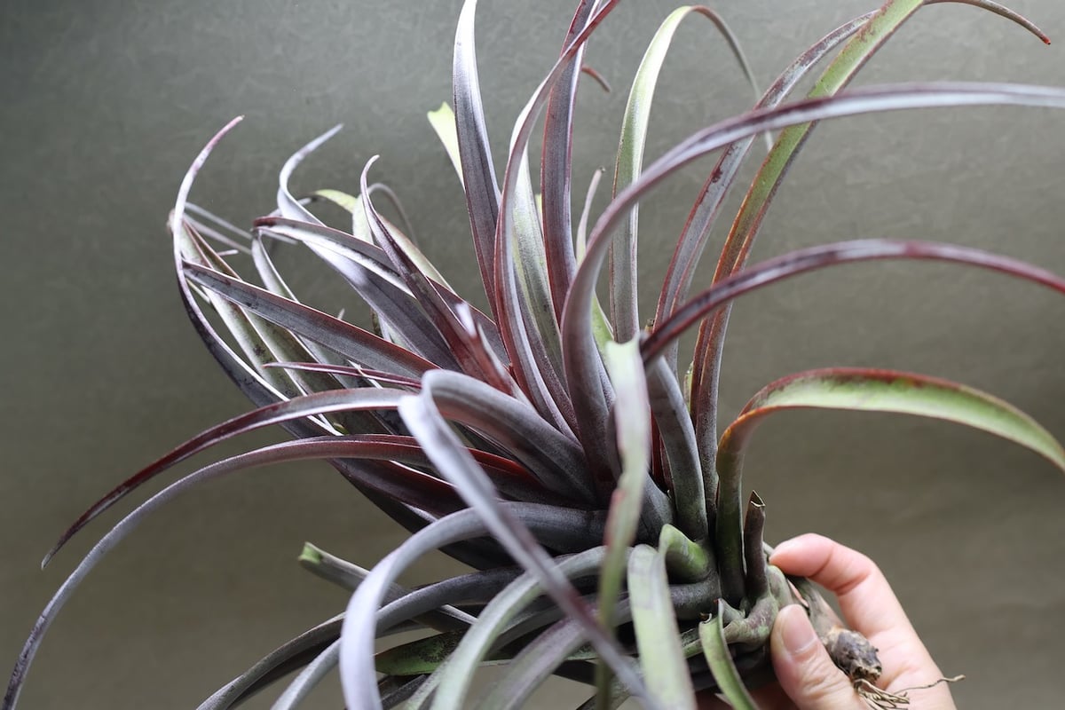カピタータ ドミンゲンシス XL 35号 | air-plants TENGU-DO