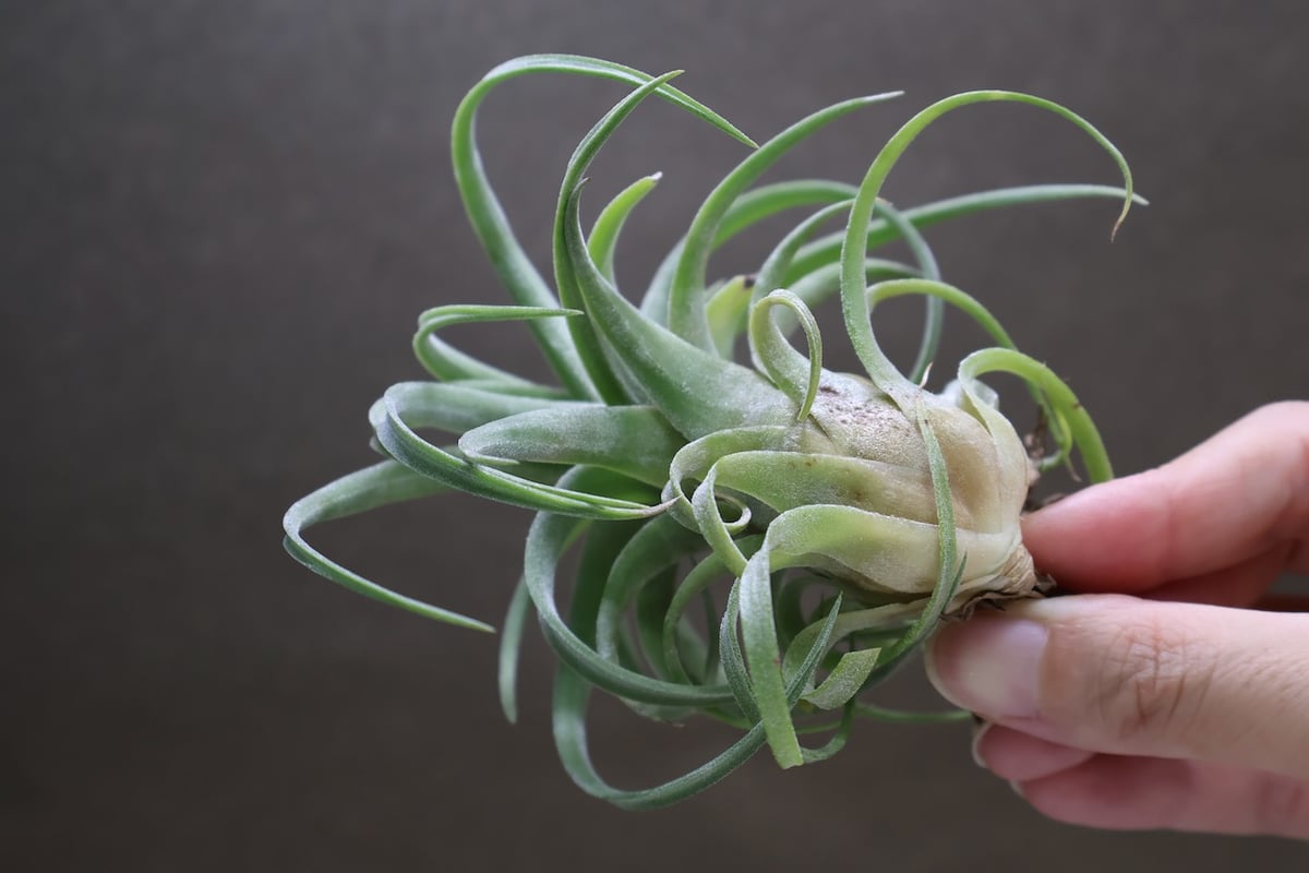 カーリースリム x イオナンタ ロン 01号 | air-plants TENGU-DO