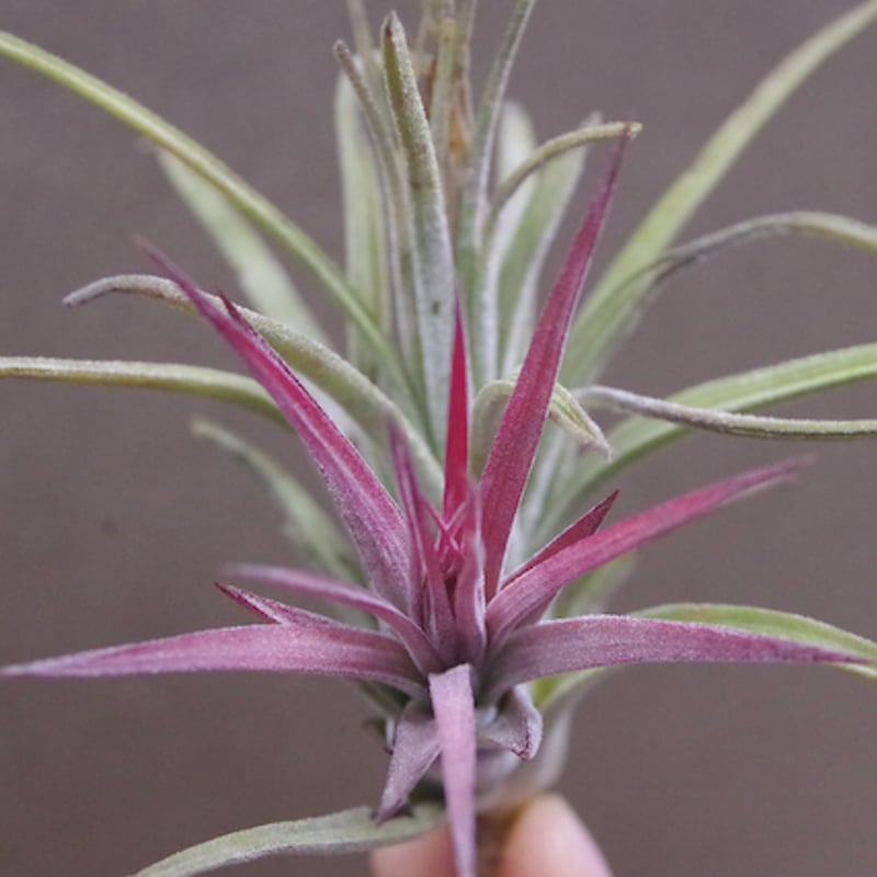 〈菫〉Tillandsia 'カミヤデライト' (シーディアナ　x フンキアナ) チランジア カミヤデライト Tillandsia 'Kamiya Delight