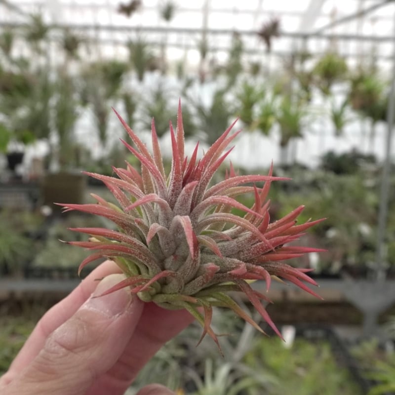 スタッフ特選】 イオナンタ エボリューション | air-plants TENGU-DO