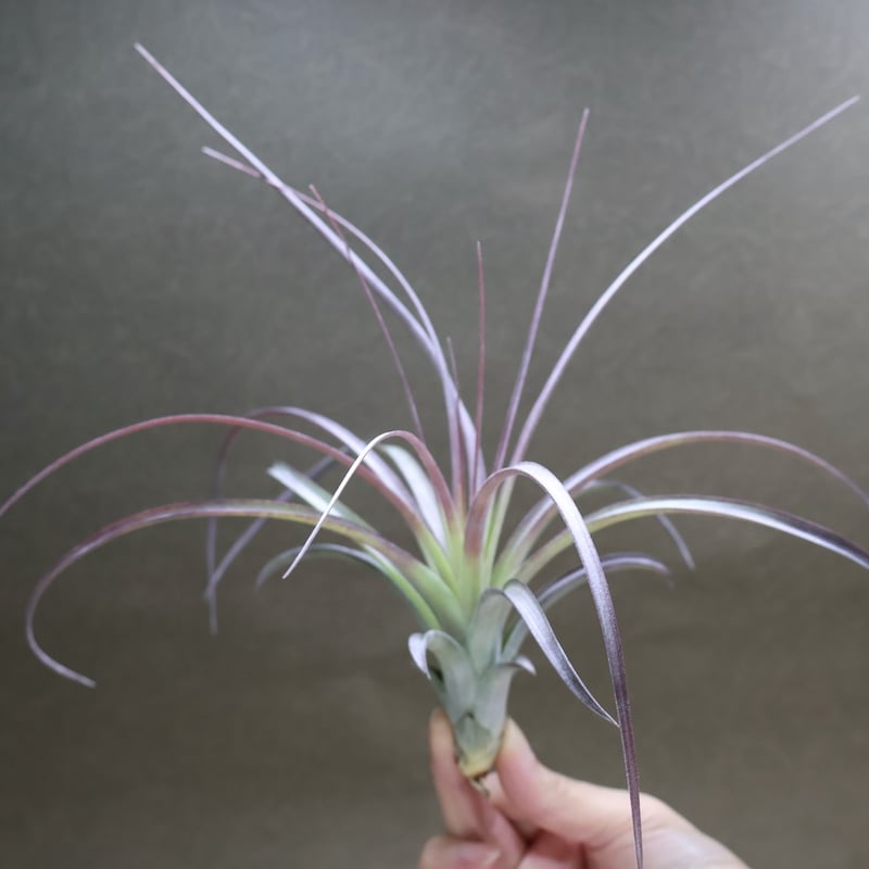 超希少❗️交配種❗️チランジア　ヘザーズブラッシュ （ブラキカウロス×エクセルタ）✨ ヘザーズブラッシュ（ ブラキカウロス × エクセルタ ）27号 | air