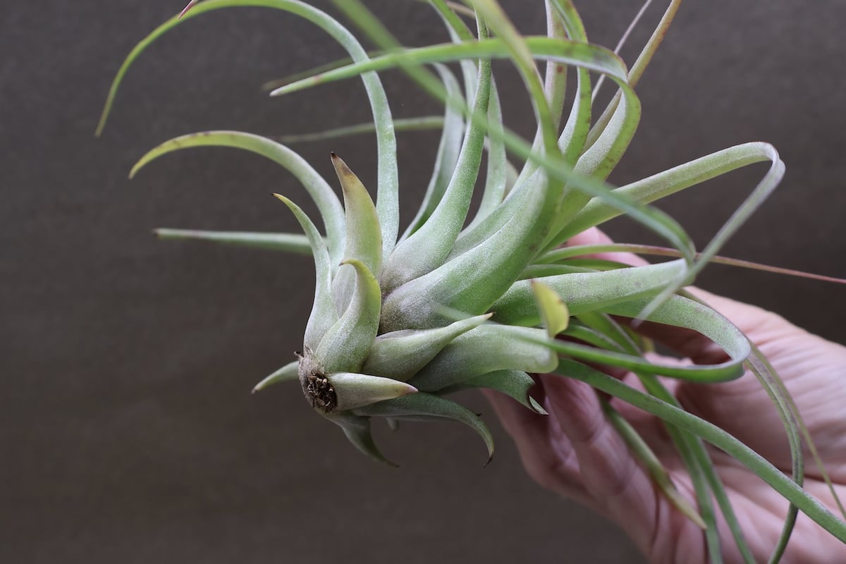 Eric Knobloch Variegated 速達発送 Ꭲ.Eric Knobloch Variegated | 【Good Field】エアープラン