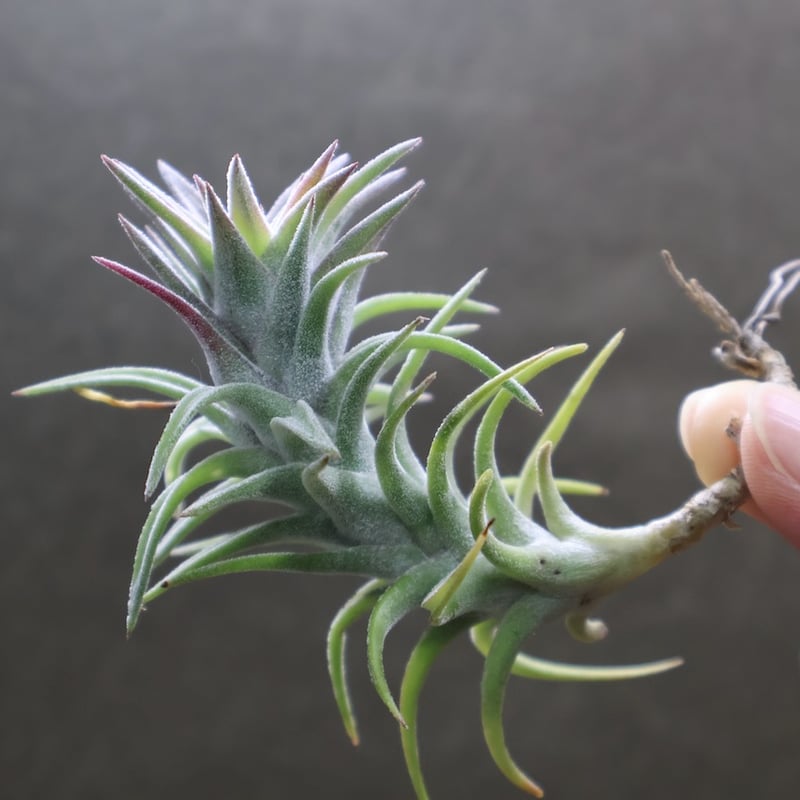 チランジア イオナンタ バンハイニンギー ミノール 楽天市場】(現品) チランジア イオナンタ バンハイニンギー ミノール