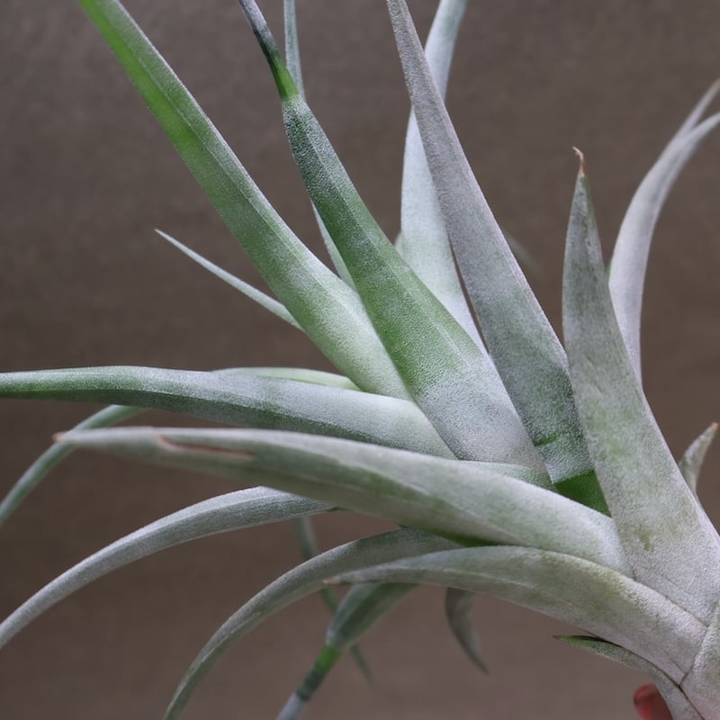 チランジア フレクスオーサ × クカエンシス チランジア