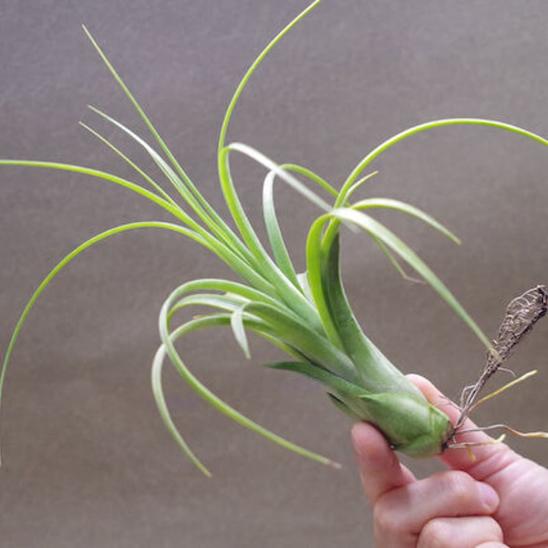 ローランドゴッセリニー × イオナンタ 03号 | air-plants TENGU-DO