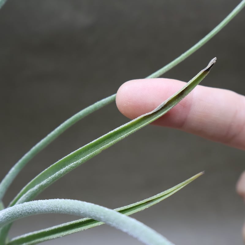 シーディアナ × エーレルシアナ 04号 | air-plants TENGU-DO