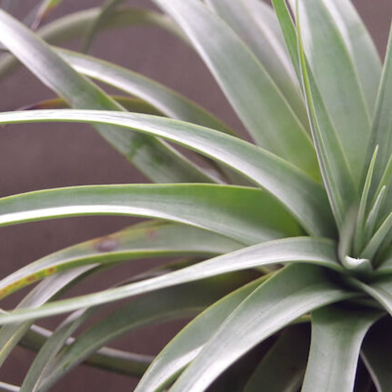 tomasellii 'Tropiflora'〔エアプランツ〕T5159 トマセリー 03号 | air-plants TENGU-DO