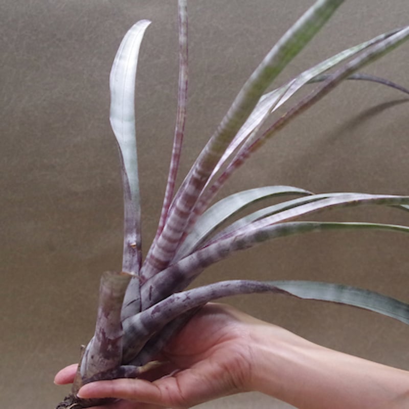 ヒルダエ Lサイズ04号 | air-plants TENGU-DO