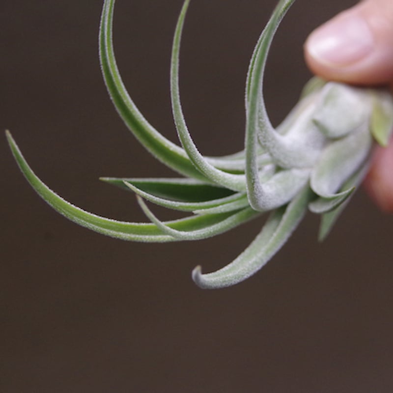 チランジア キューティーパイ Tillandsia Cutie Pie キューティーパイ （エーレルシアナxプエブレンシス）Sサイズ01