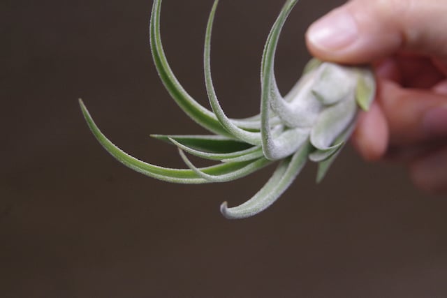 チランジア キューティーパイ Tillandsia Cutie Pie Tillandsia